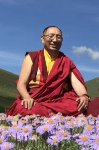 KDDR TIBET FLOWERS 2017